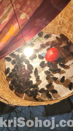 ব্লাক আস্টলপ মুরগীর বাচ্চা ( ১ সপ্তাহ)